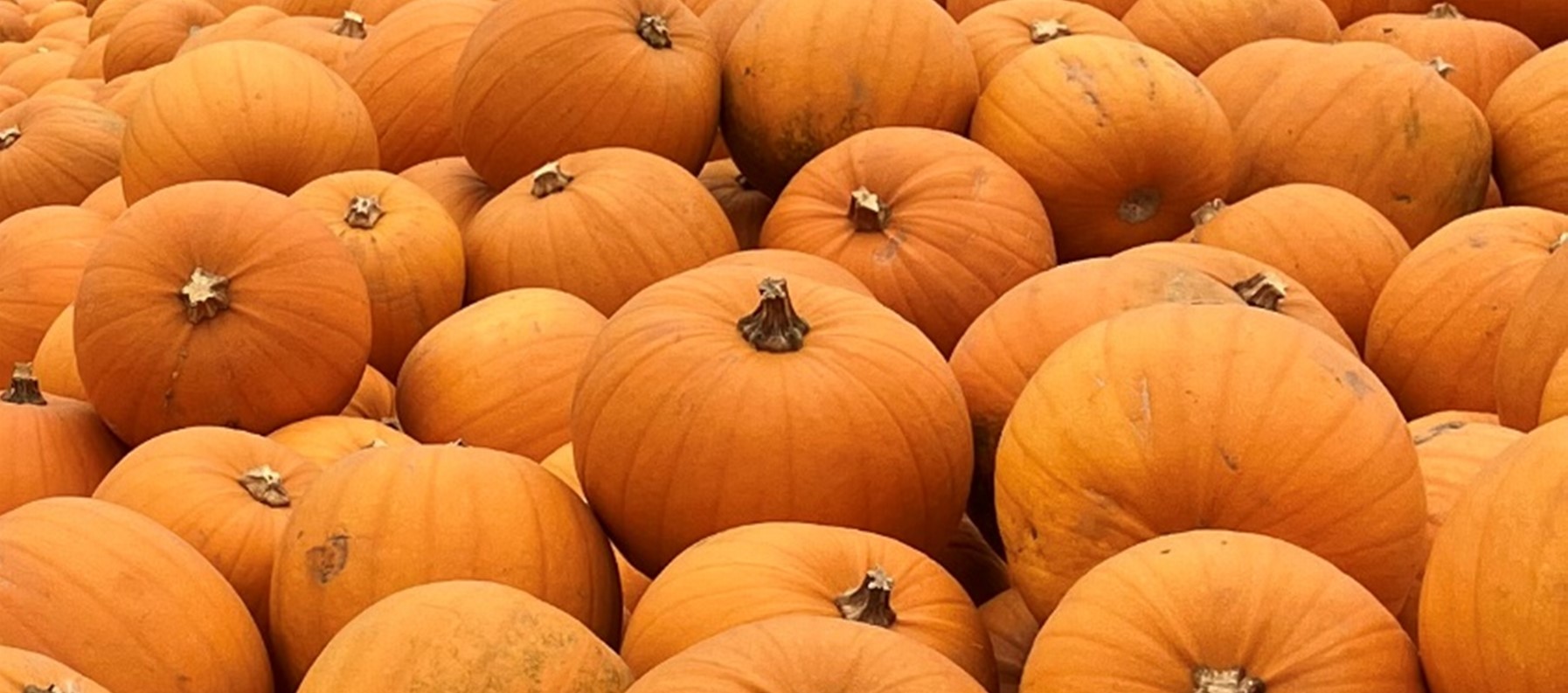 Pumpkins