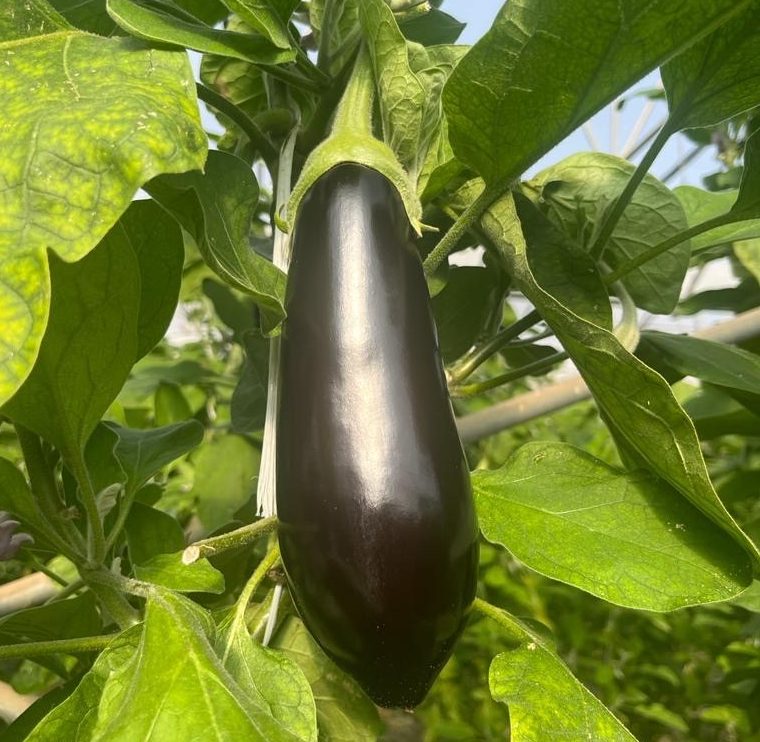 Aubergines