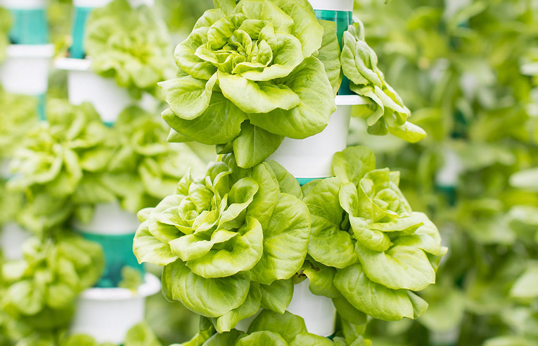 Hydroponically Farmed Lettuce
