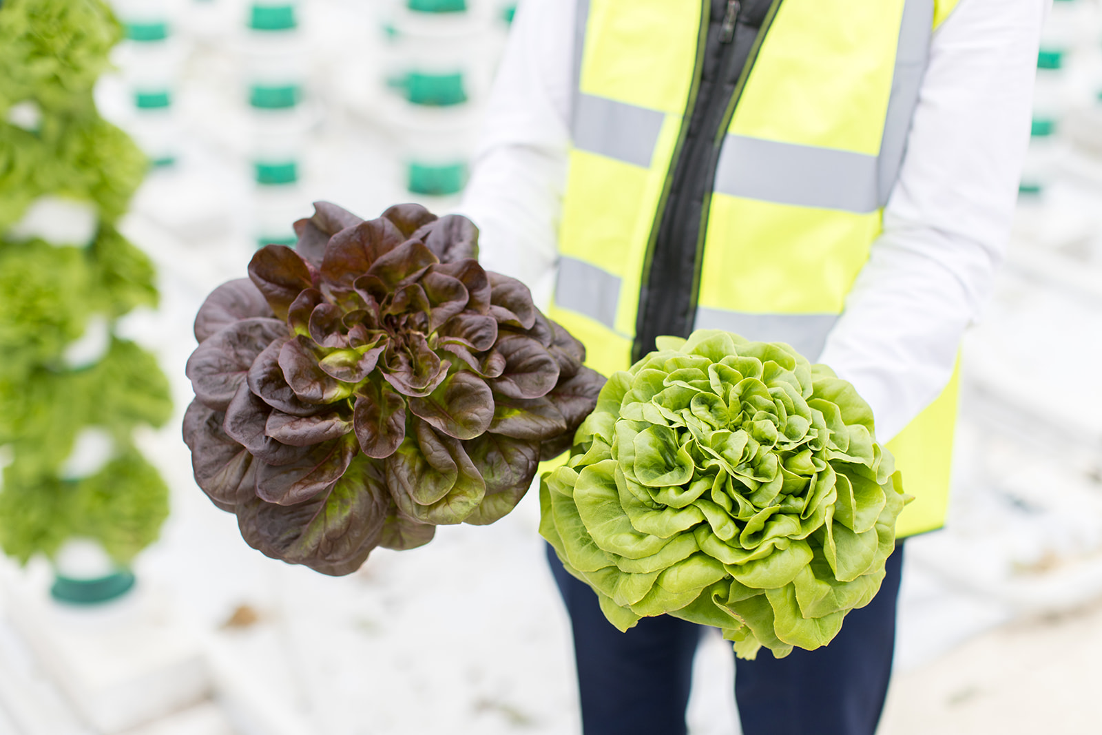 Hydroponically Farmed Lettuce