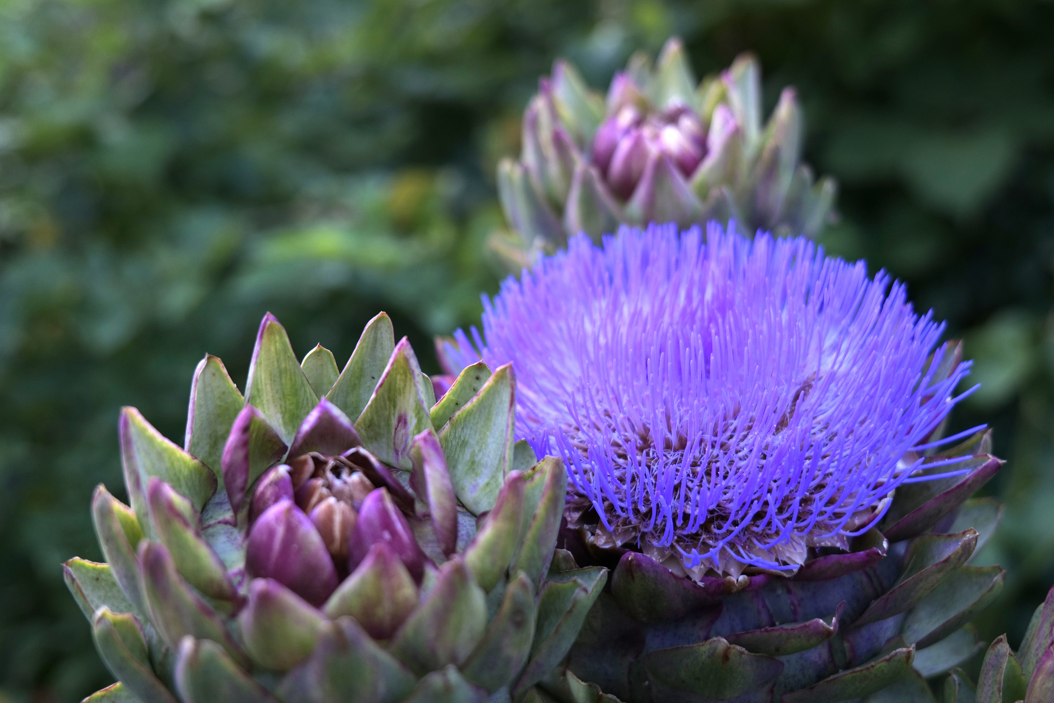 Globe Artichokes