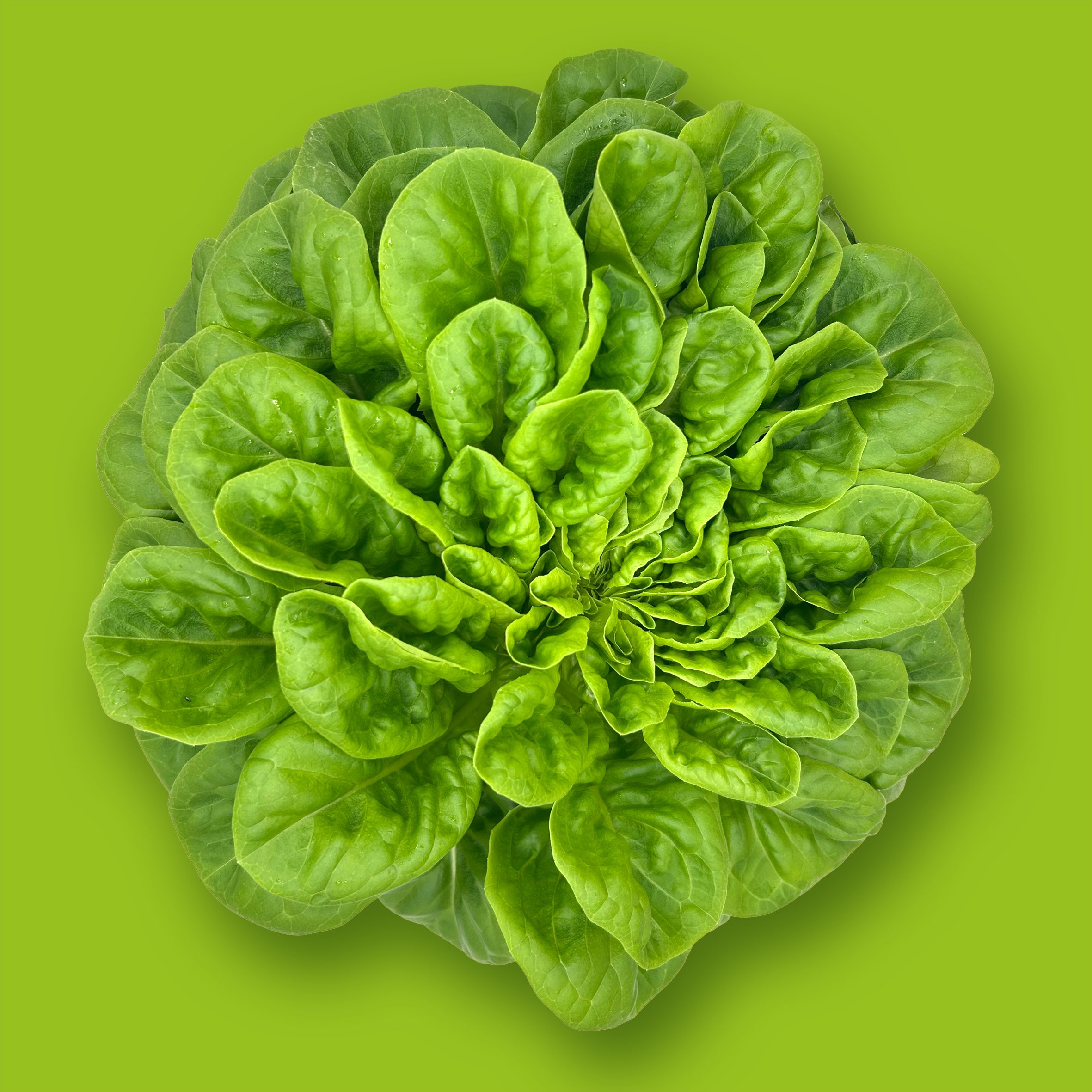 Hydroponically Farmed Lettuce