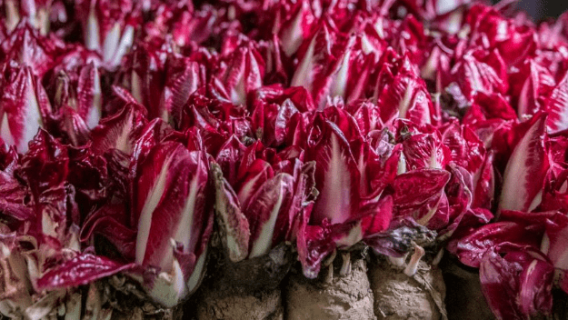 Meet Our Chicory Grower